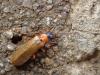 Rhagonycha nigriceps